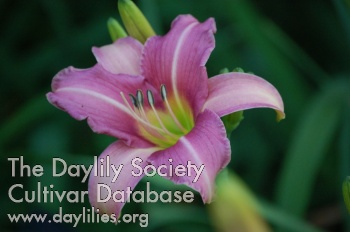Daylily Lavender Flight